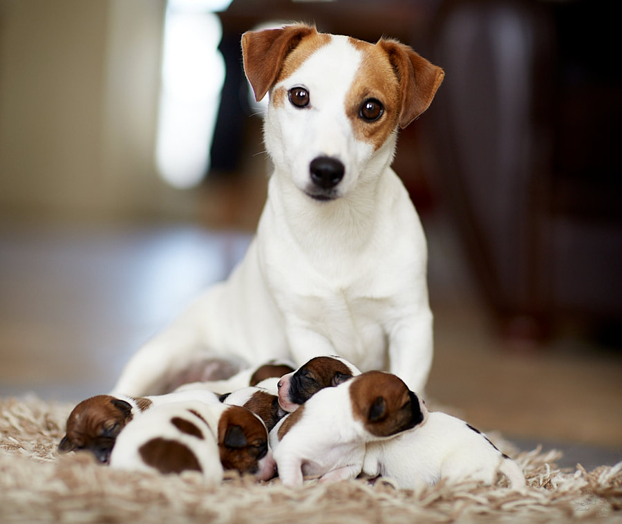 Chiots Jack Russell Terrier _ Période néonatale _ Elevage familial ...