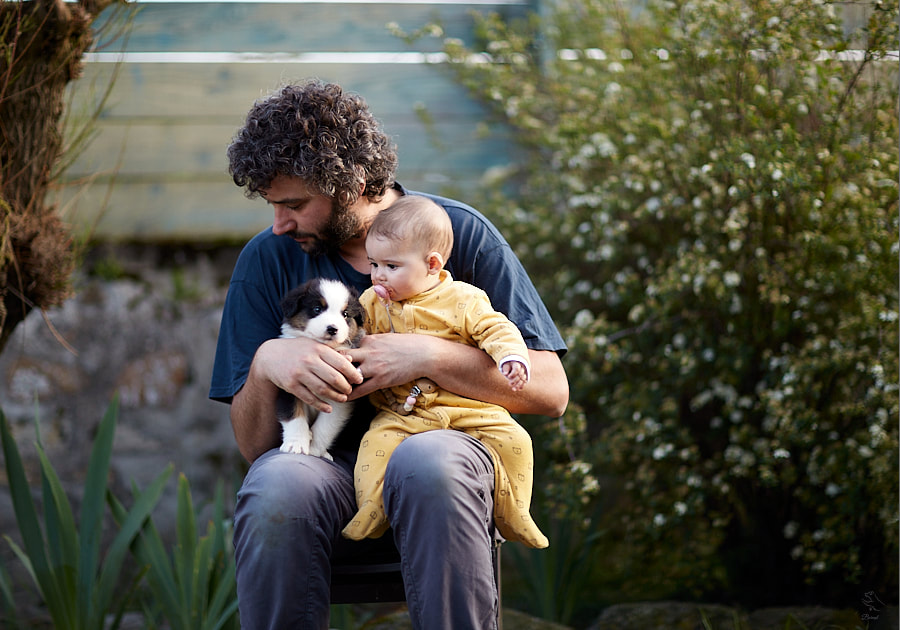 élevage familial bienveillant chiot race berger australien socialisation