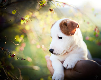 chiot Jack Russell Terrier