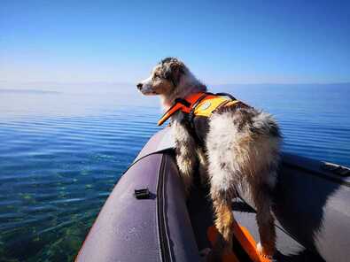 kayak chien berger australien