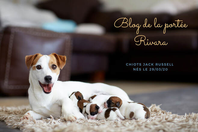 blog developpement chiot jack russell