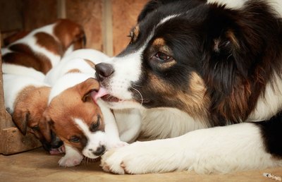 chiot jack russell et berger australien codes canins élevage familial socialisation