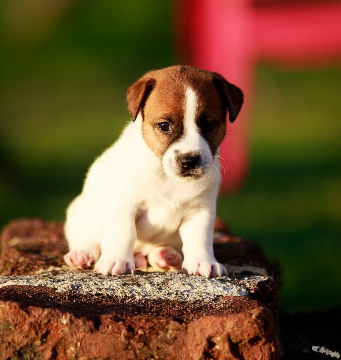 chiot jack russell terrier LOF 