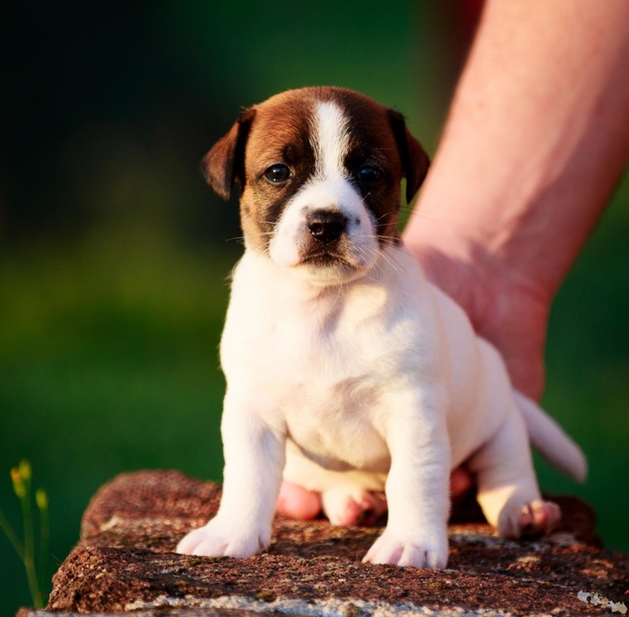 chiot jack russell poil court
