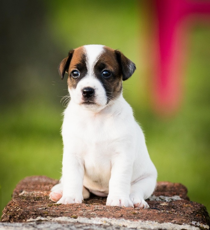 photo Chiot Jack Russell lisse