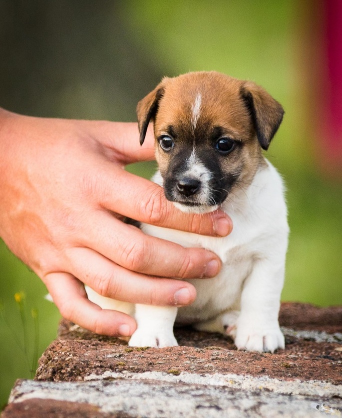 Chiot Jack Russell poil ras
