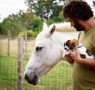 sociabilisation chevaux chiots jack russell terrier