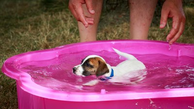 sociabilisation eau chiots jack russell terrier