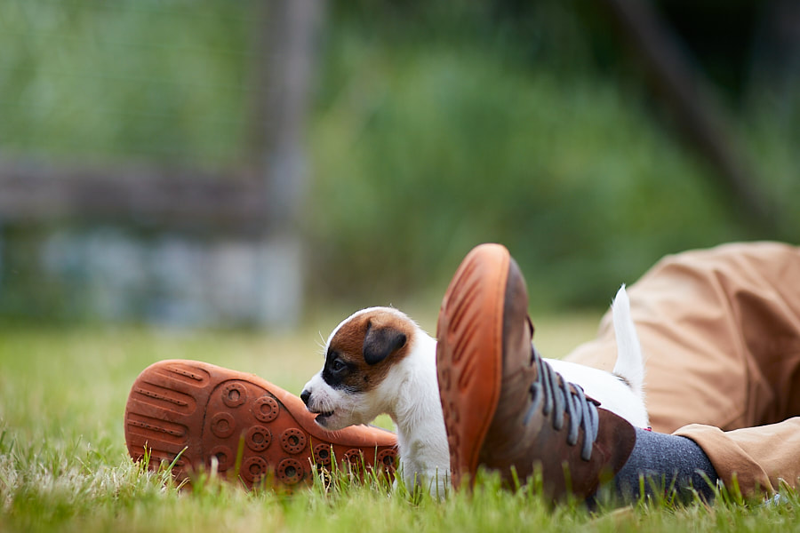 chiot jack russell terrier race LOF élevage familial socialisation