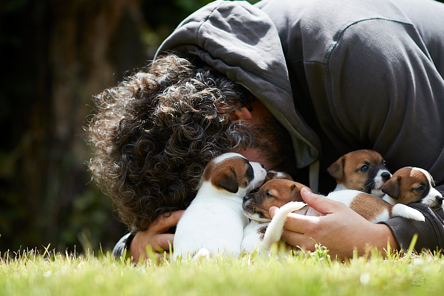 chiot jack russell terrier race LOF élevage familial socialisation