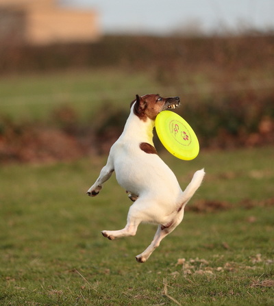femelle jack russel terrier frisbee dog