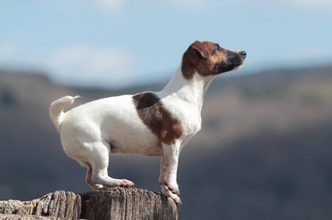 Caractère éducation Jack Russell Terrier
