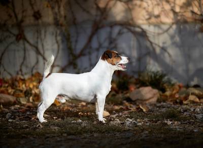 Jack Russell Austral et Boreal