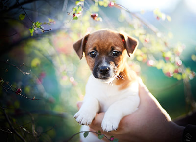 chiot Jack Russell Terrier