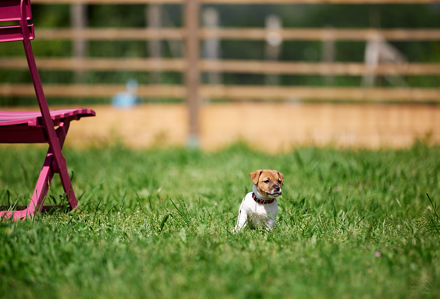 chiots race jack russell terrier LOF élevage familial auvergne Rhône alpes socialisation sociabilisation codes canins Golden Retriever