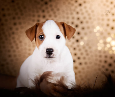chiot jack russell terrier