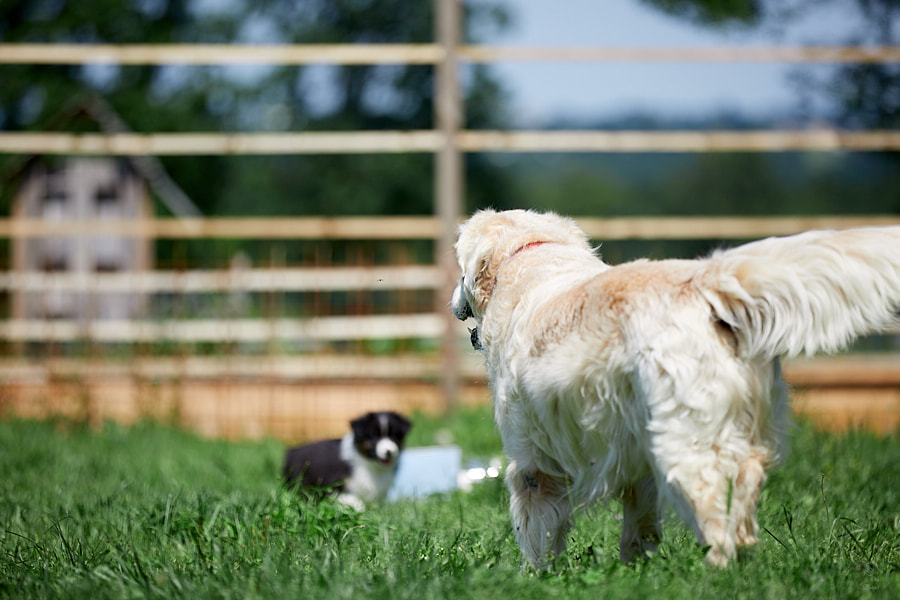 chiot race berger australien apprentissage codes canins socialisation élevage familial bienveillant marche en laisse