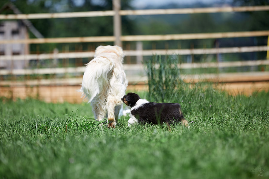 chiot race berger australien apprentissage codes canins socialisation élevage familial bienveillant marche en laisse