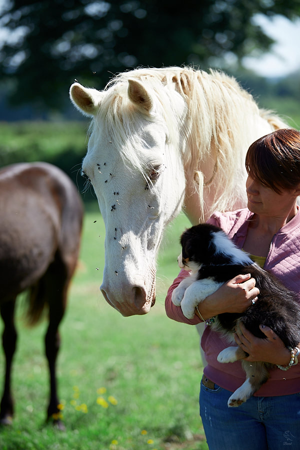 socialisation chevaux berger australien LOF chiot élevage familial