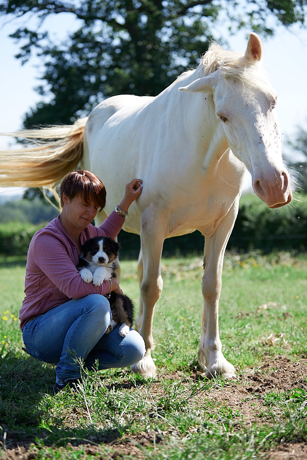 sociabilisation chevaux berger australien LOF chiot élevage familial