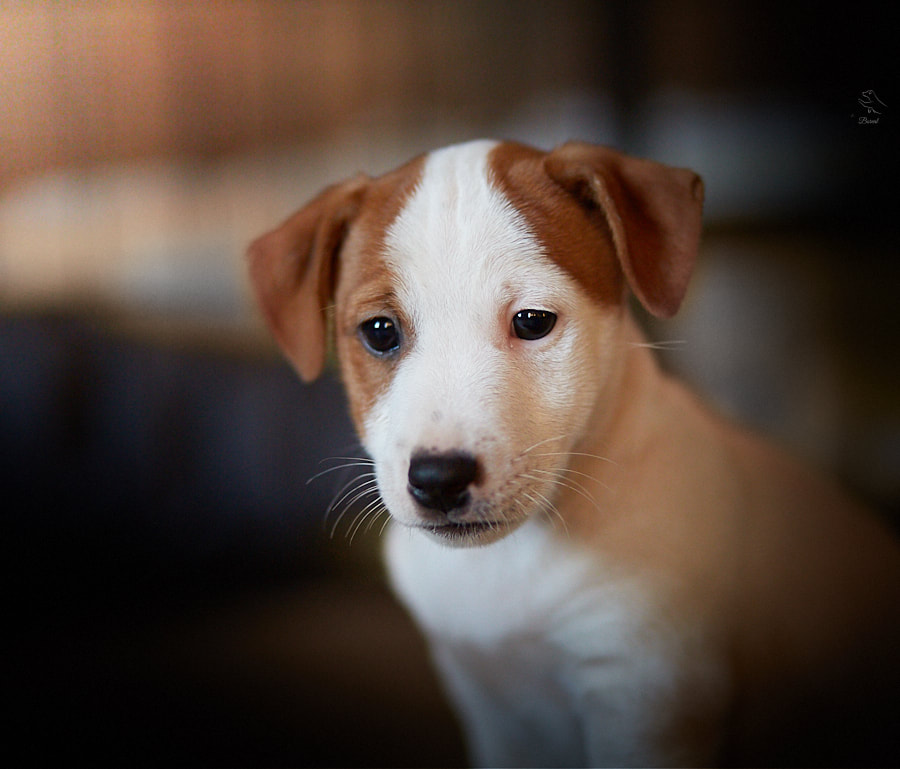 chiot jack russel terrier