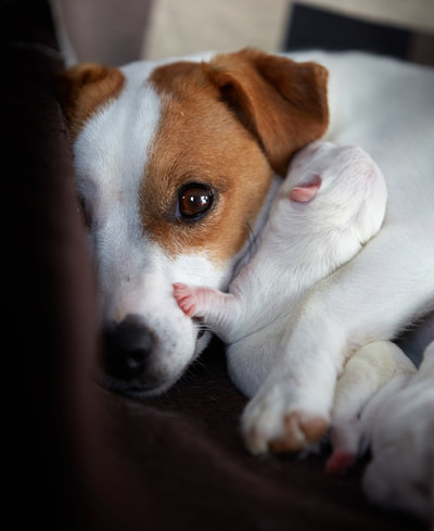 chiots jack russell terrier