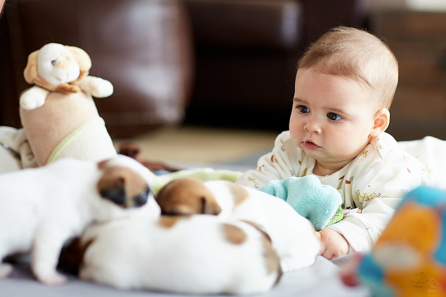 chiot jack russel terrier et bébé