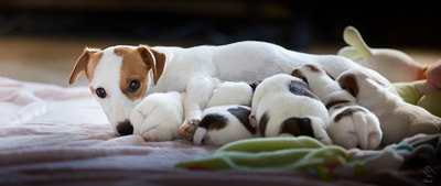 chiots jack russell terrier