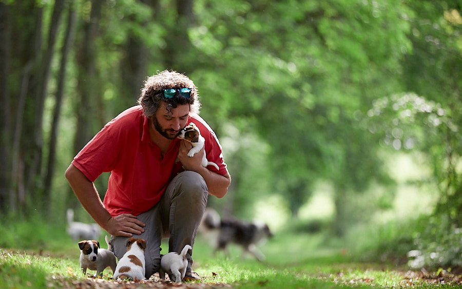 chiots race jack russell terrier LOF élevage familial auvergne rhône alpes socialisation sociabilisation