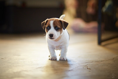 chiot jack russell terrier