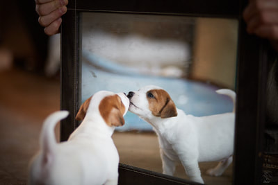 miroir jack russell terrier