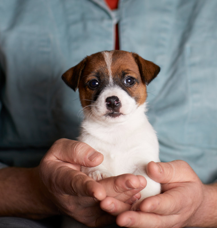 chiot jack russell terrier austral et boreal