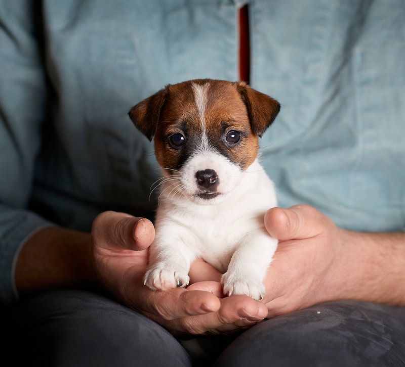 chiot jack russell terrier austral et boreal