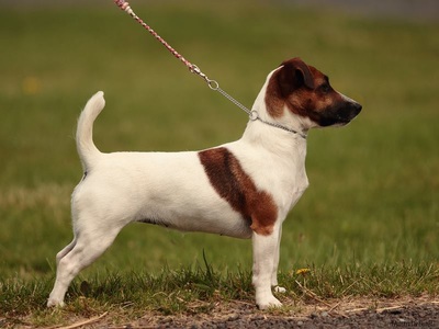femelle jack russell terrier