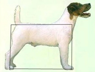 Rectangle Jack Russell d'Austral et Boreal
