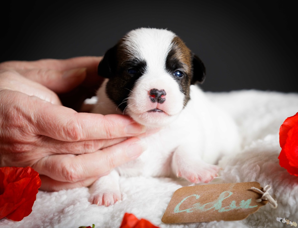 chiot jack russell 2 semaines