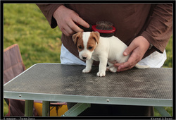Brossage chiot Jack Russell d'Austral et Boreal