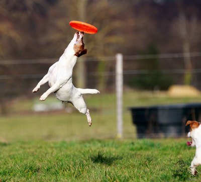 femelle jack russell terrier frisbee dog