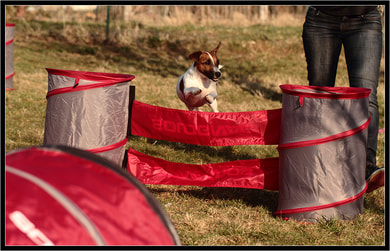 Agility Jack Russell d'Austral et Boreal