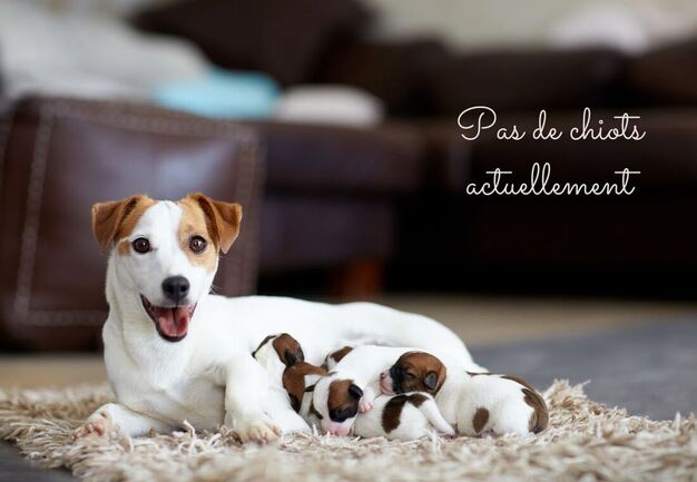 chiots jack russell poil lisse