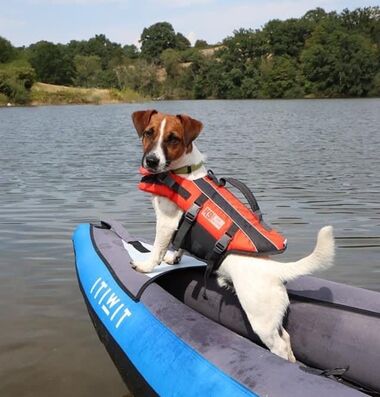 kayak chien jack russel