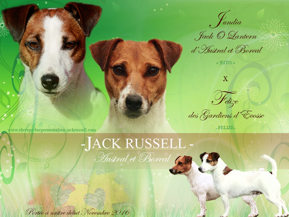 MARIAGE JACK RUSSEL