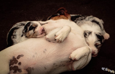 chiot jack russell et berger australien codes canins élevage familial socialisation