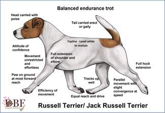 allure trot mouvement jack russell terrier