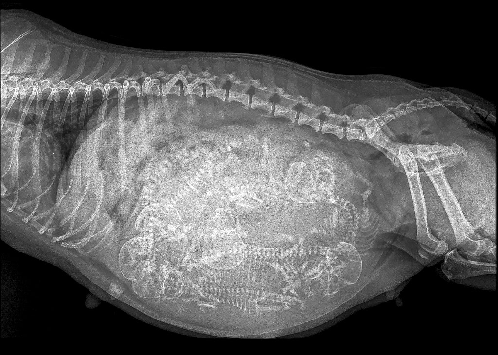 radiographie de gestation jack russel terrier