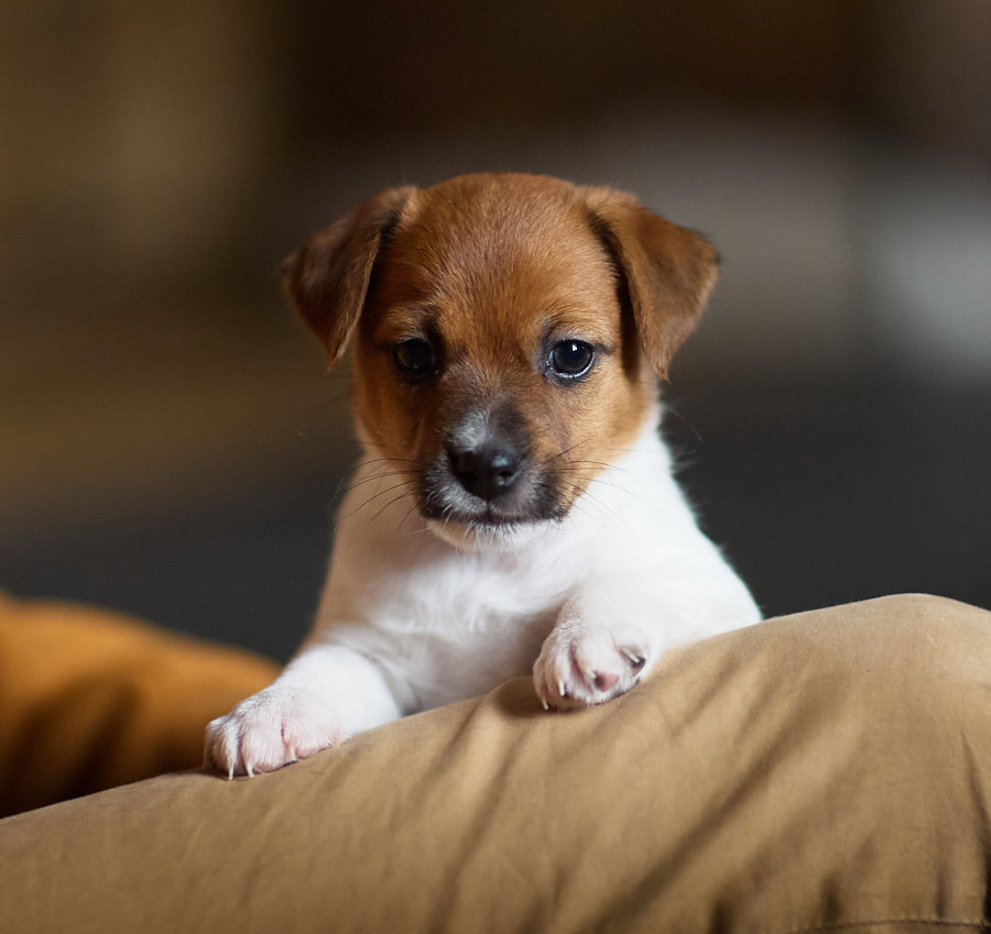 CHIOT JACK RUSSELL SOCIALISATION OPTIMALE EVEIL 