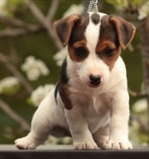 Robe Tricolore poil lisse Jack Russell