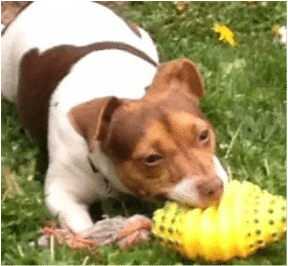 muqueuses foie ou chocolat jack russel