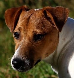 Muqueuses noires Jack Russell 
