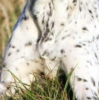 Mouchetures Jack Russell 